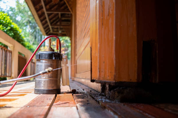 Best Ant Control Services  in Chaparral, NM
