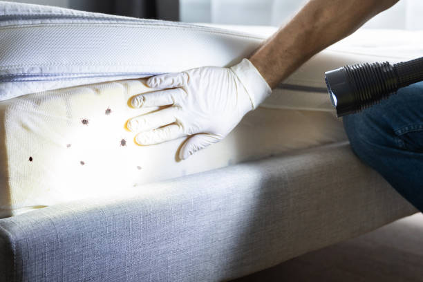 Best Pest Control Treatment  in Chaparral, NM