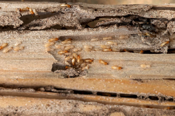 Best Mosquito Control Services  in Chaparral, NM