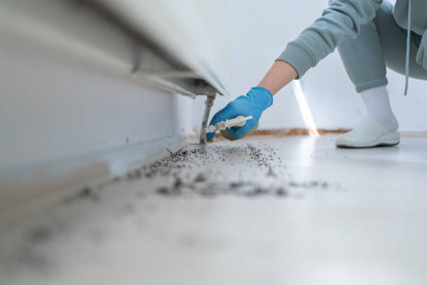 Best Insect Control  in Chaparral, NM